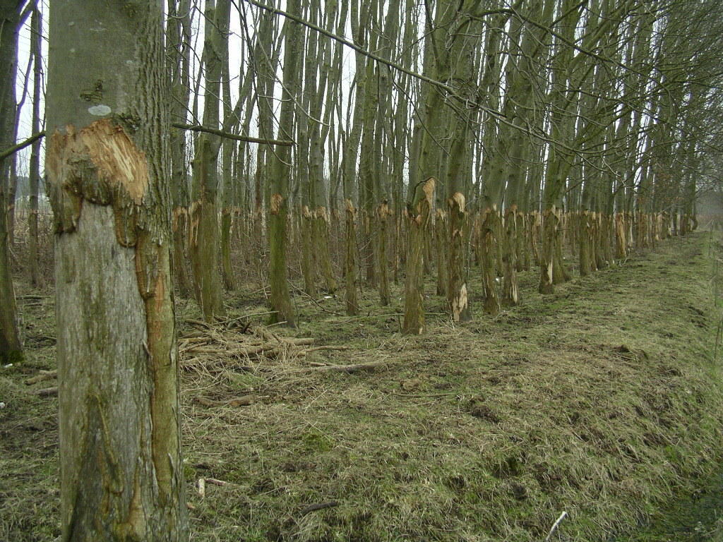 zumindest im Herbst-Winter-Halbjahr erscheint die Anzahl der Hochlandrinder zu groß für die vorhandene Fläche